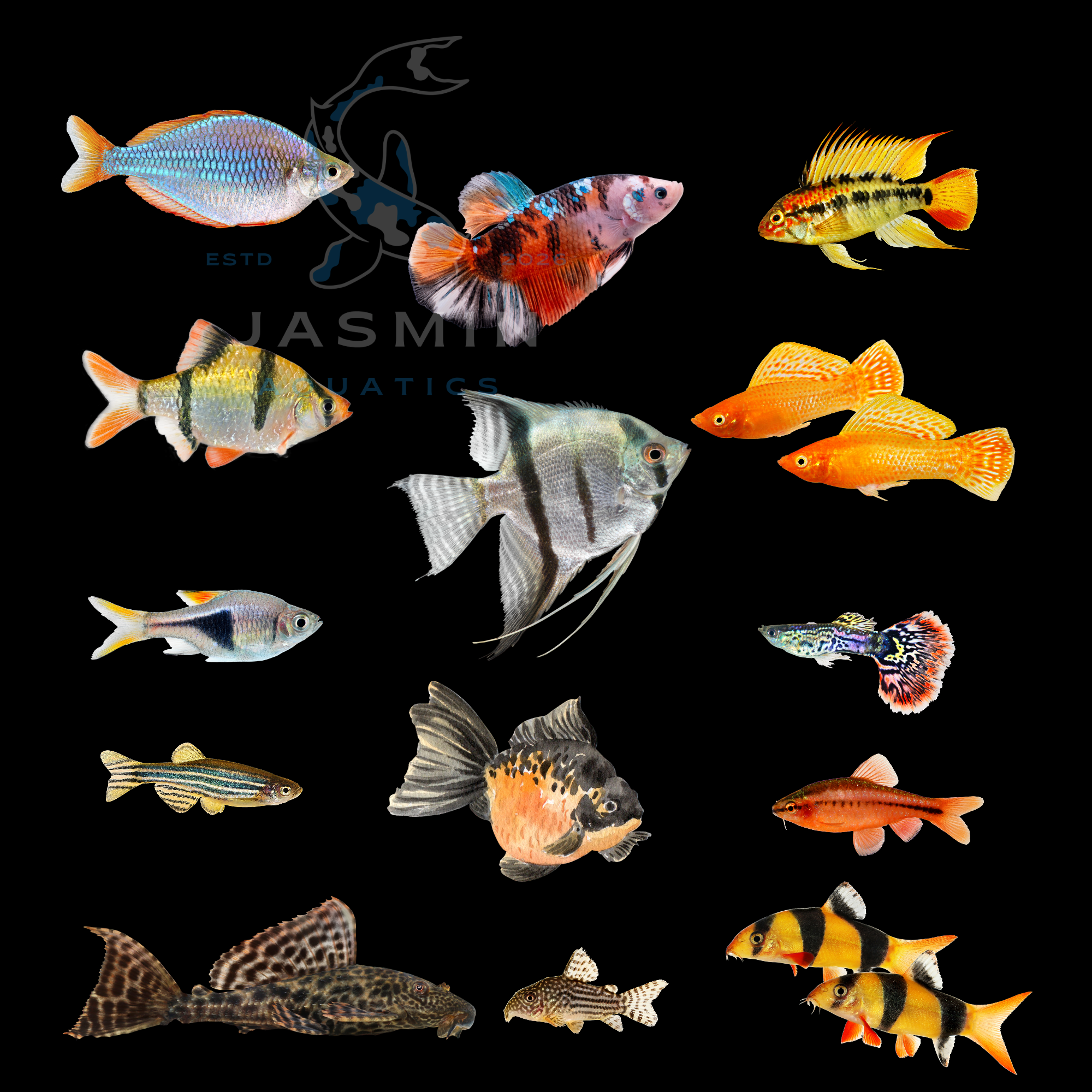 Aquatic Fish