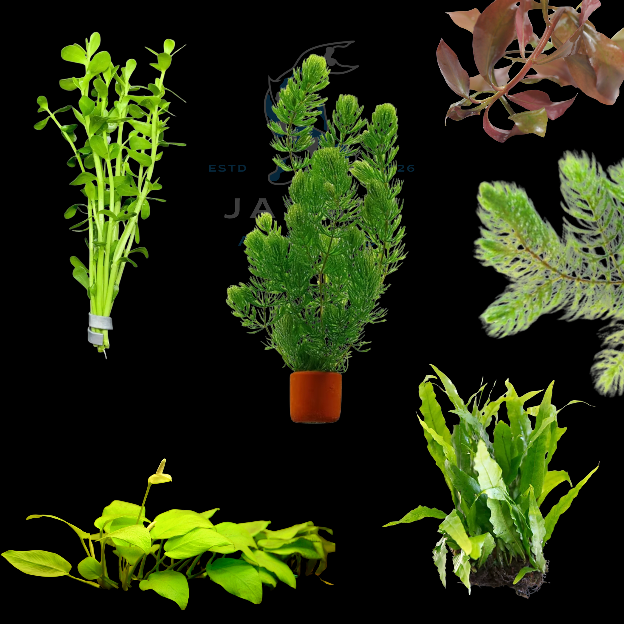 Aquatic Plants