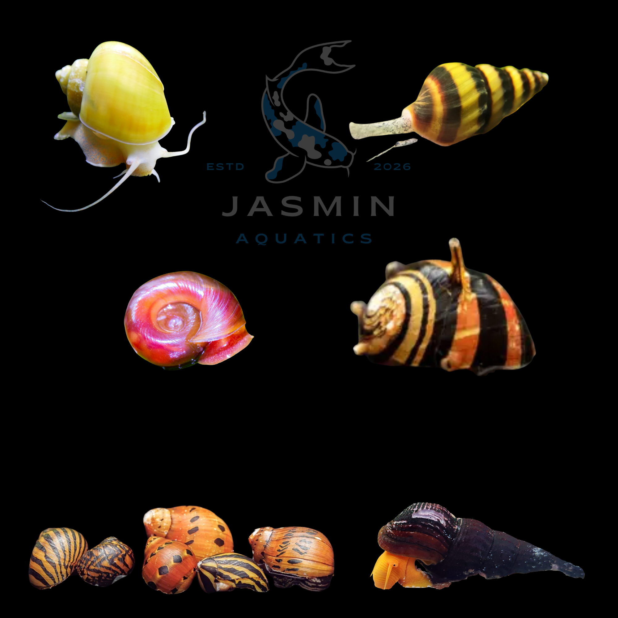 Aquarium Snails