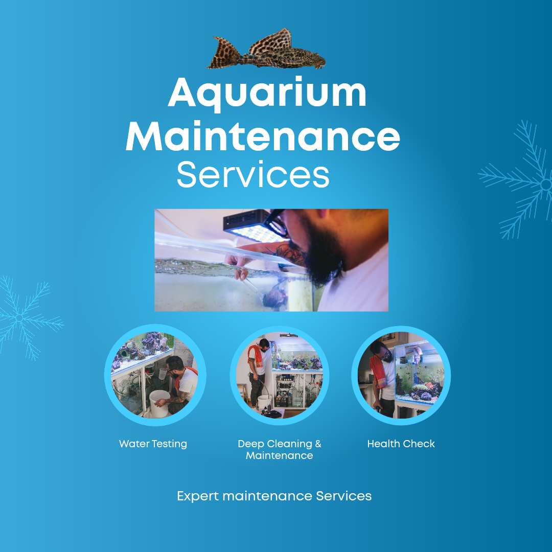 Aquarium Maintenance Services