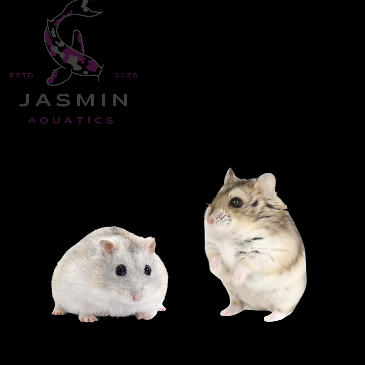 Hamsters (Adult)