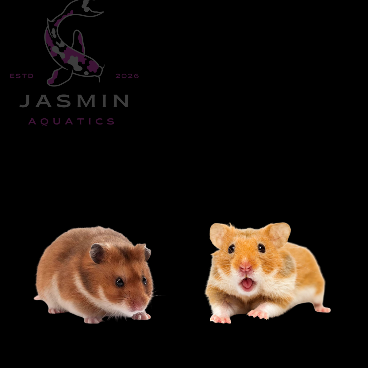 Hamsters (Adult)