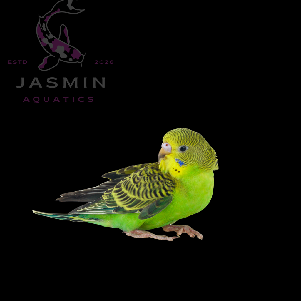 Budgerigar (Budgie)