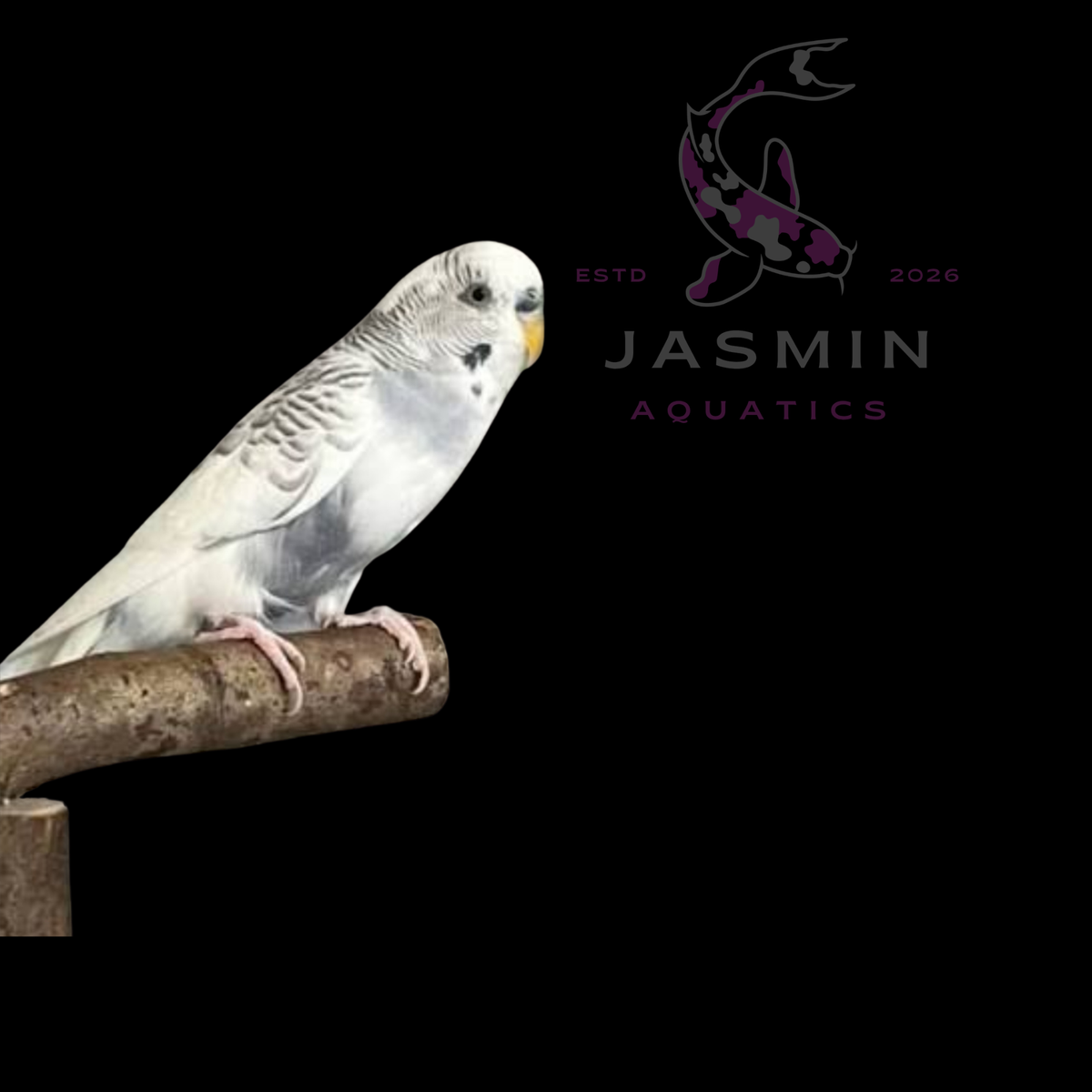 Budgerigar (Budgie)