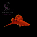 Swordtail Fish (Xiphophorus hellerii)