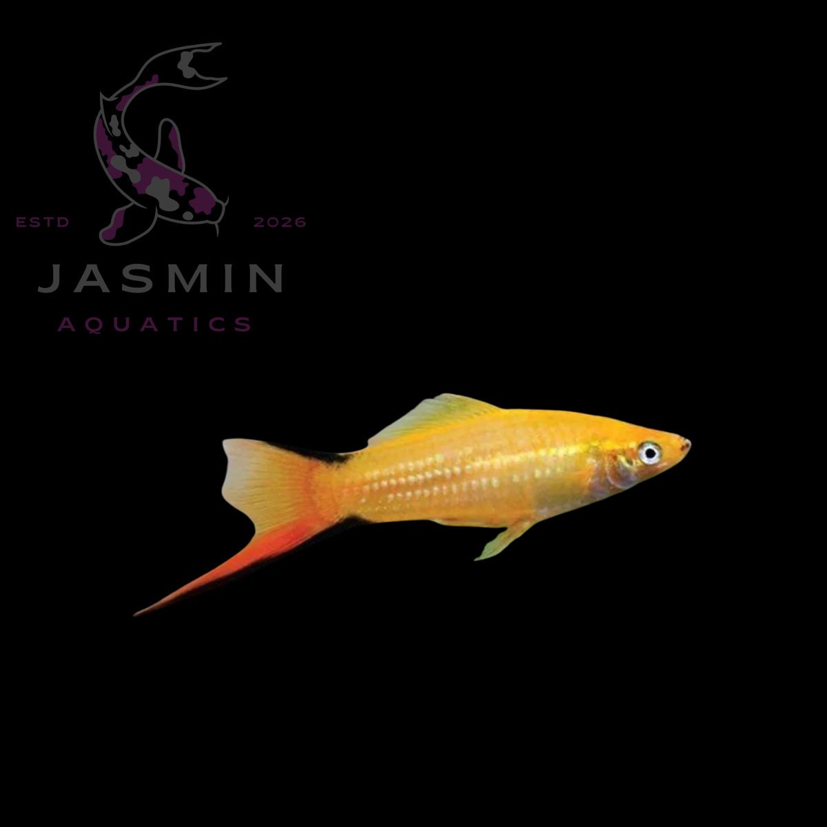 Swordtail Fish (Xiphophorus hellerii)