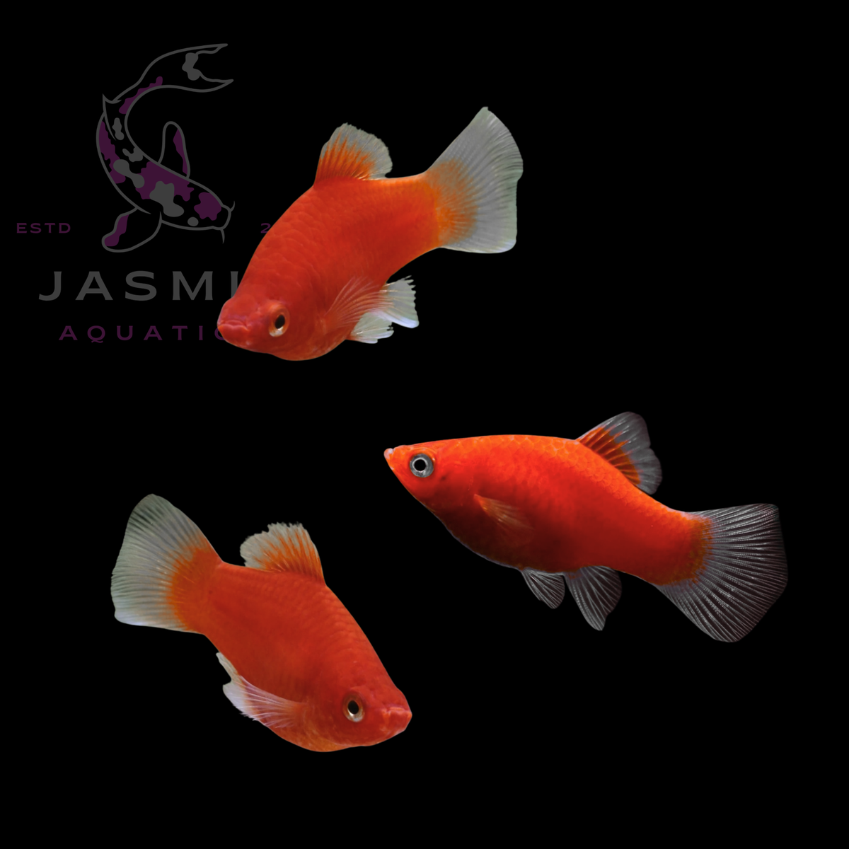 Platies (Xiphophorus maculatus or Xiphophorus variatus) Collections