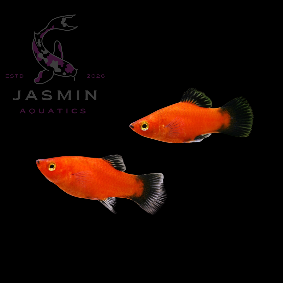 Platies (Xiphophorus maculatus or Xiphophorus variatus) Collections