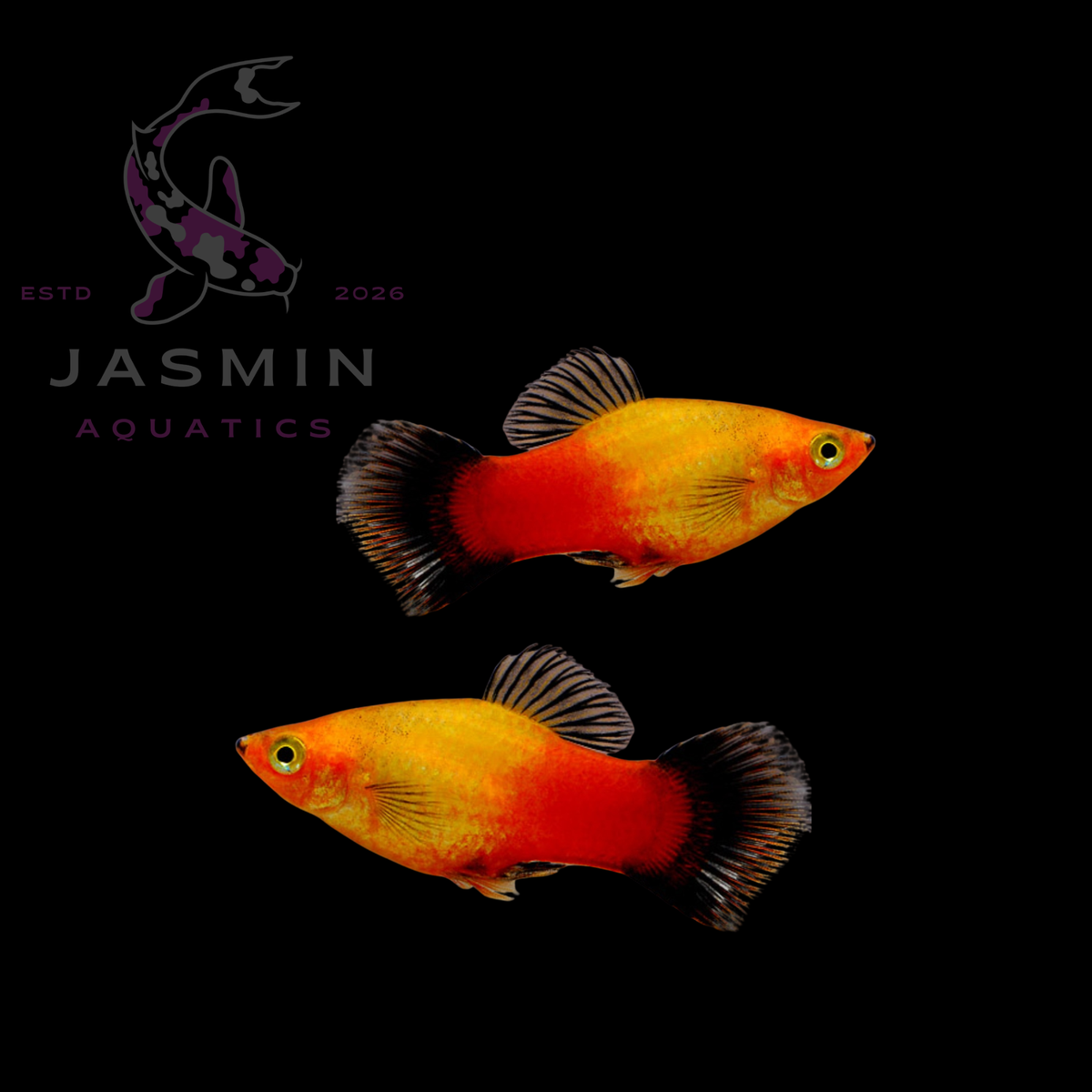 Platies (Xiphophorus maculatus or Xiphophorus variatus) Collections