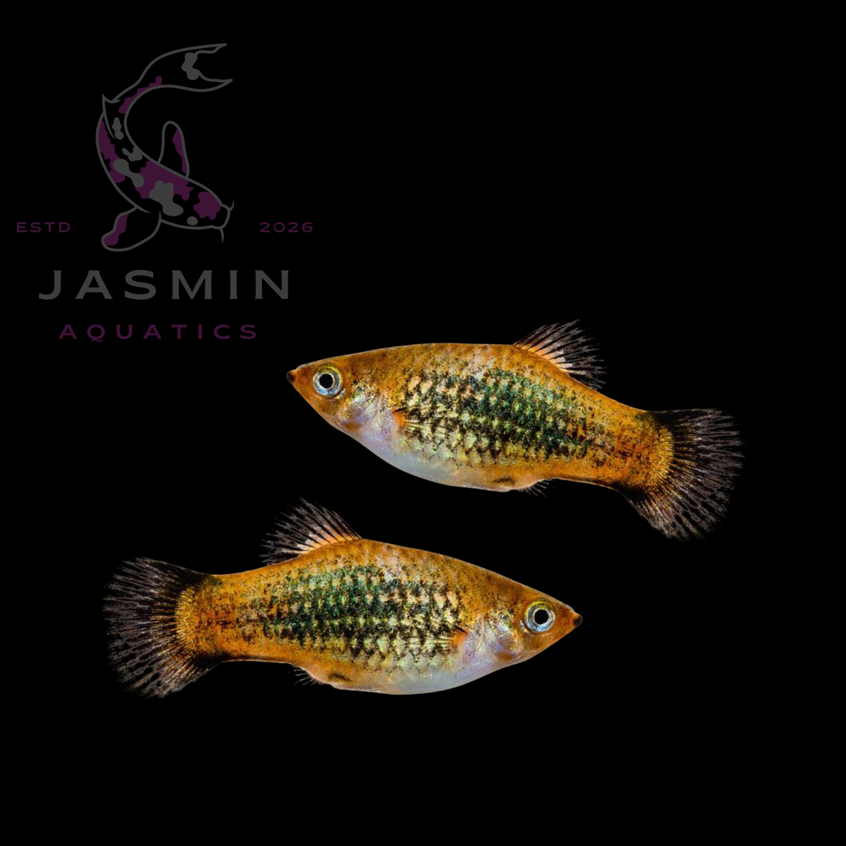 Platies (Xiphophorus maculatus or Xiphophorus variatus) Collections