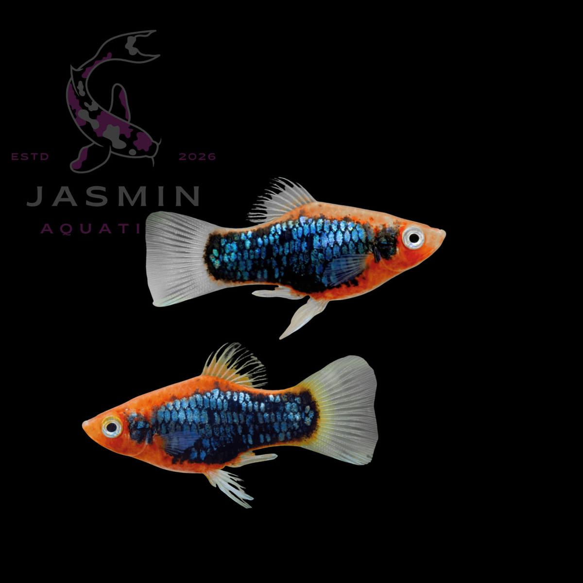 Platies (Xiphophorus maculatus or Xiphophorus variatus) Collections