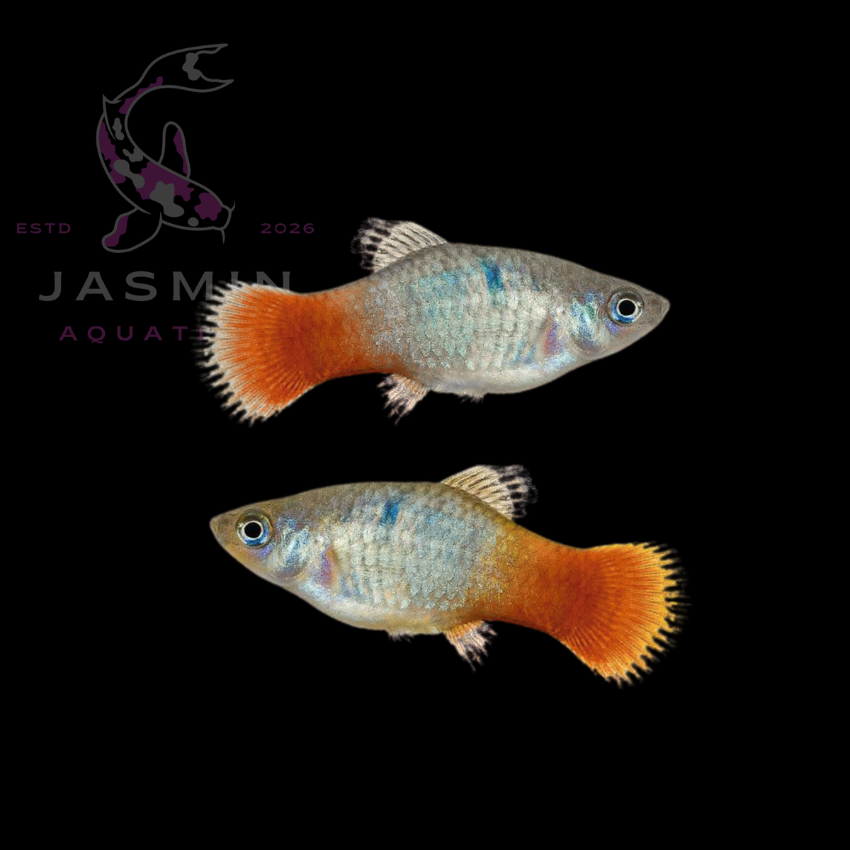 Platies (Xiphophorus maculatus or Xiphophorus variatus) Collections