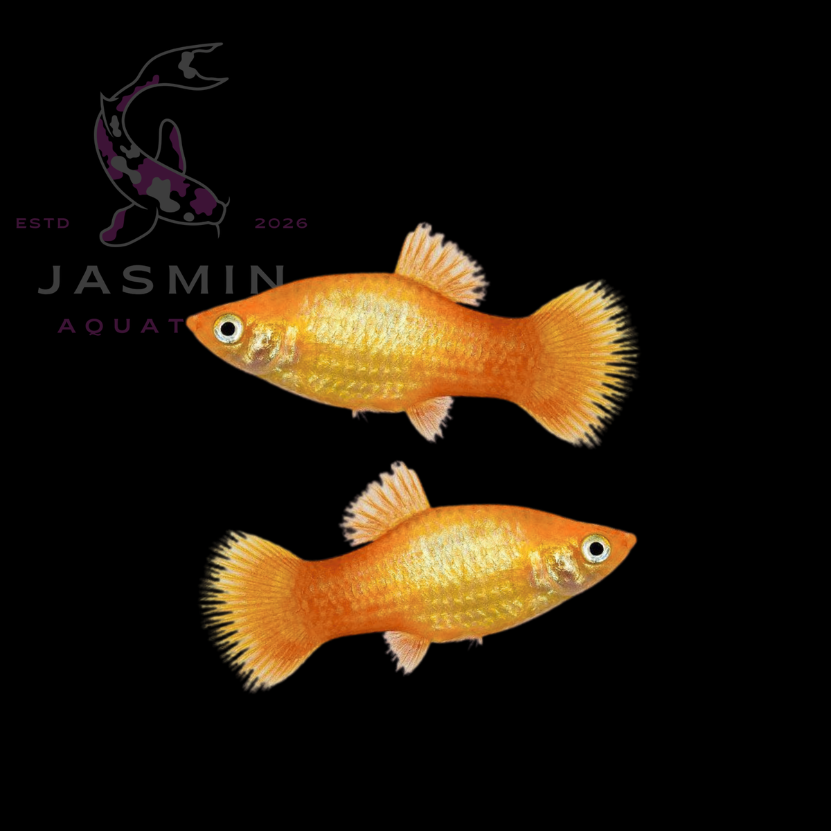 Platies (Xiphophorus maculatus or Xiphophorus variatus) Collections
