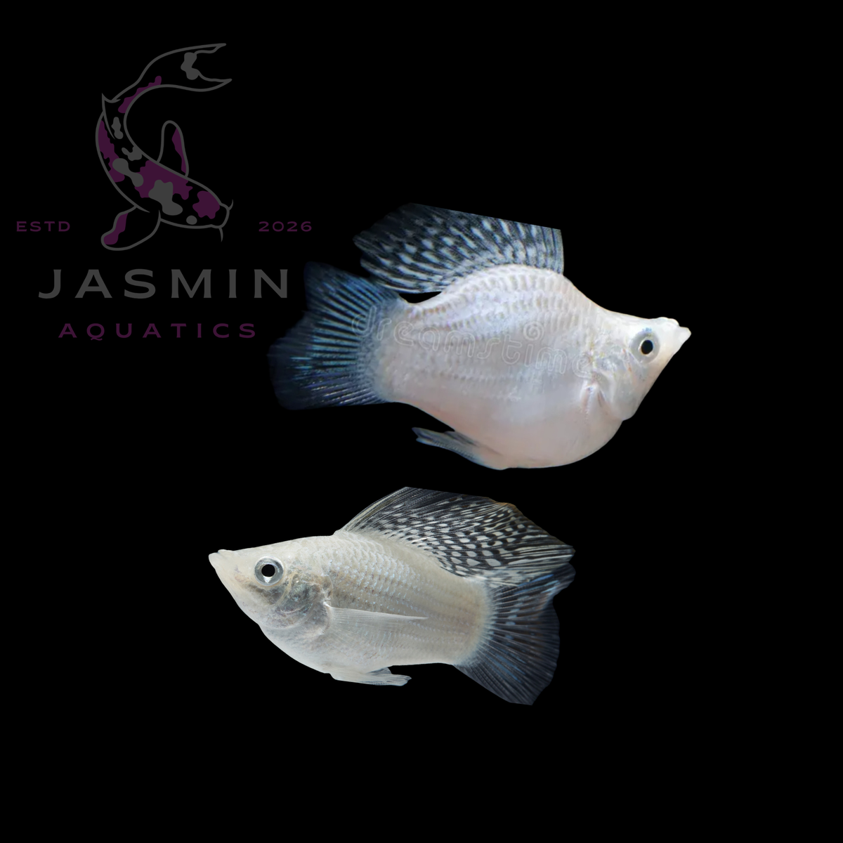 Balloon Molly (Poecilia latipinna) Collections