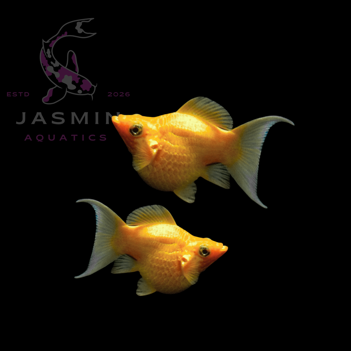 Balloon Molly (Poecilia latipinna) Collections