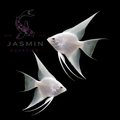 Freshwater Angelfish Collections