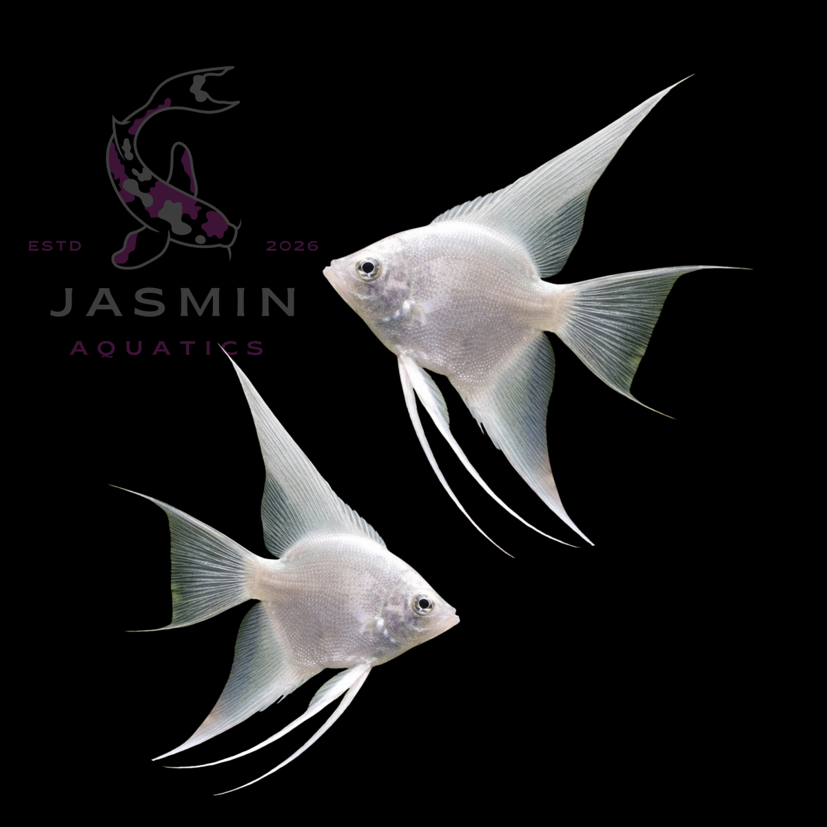 Freshwater Angelfish Collections