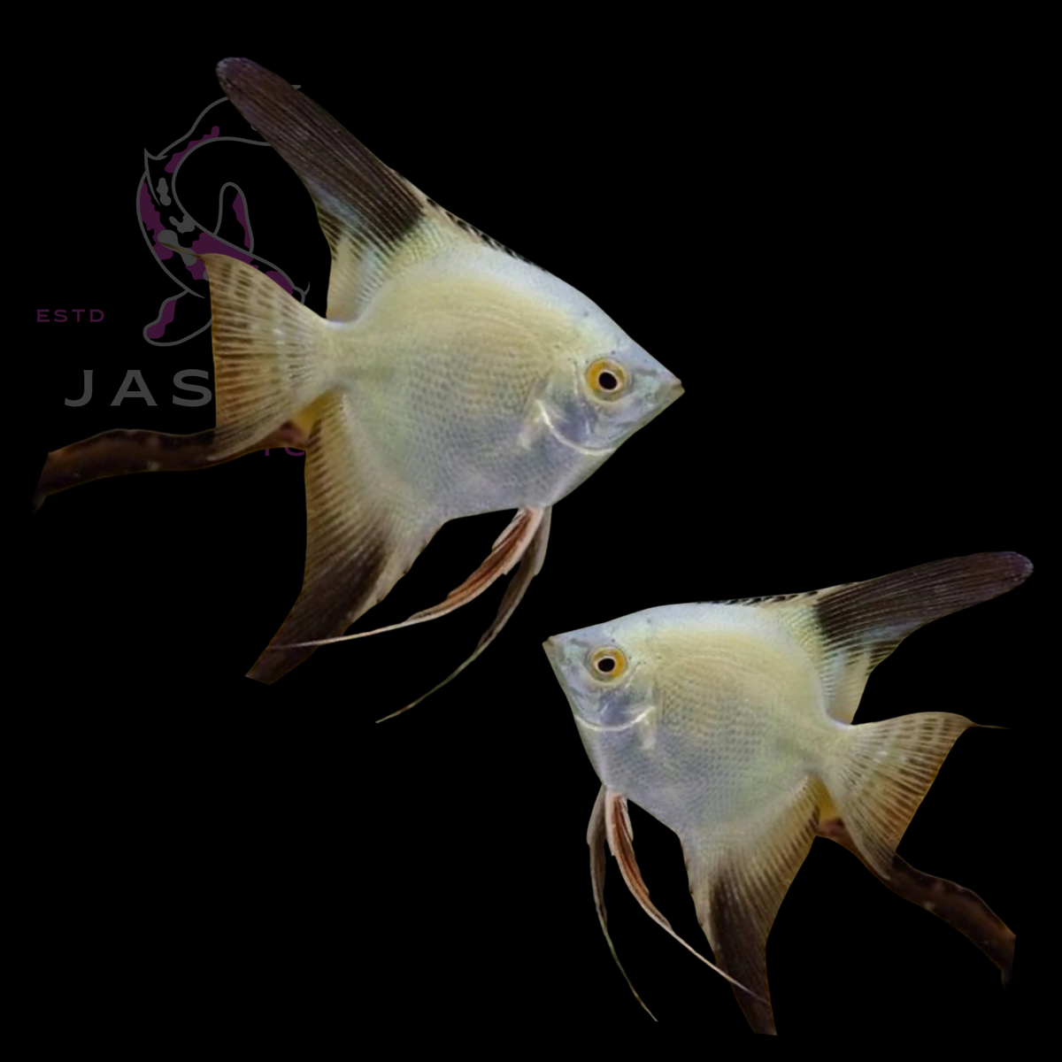 Freshwater Angelfish Collections