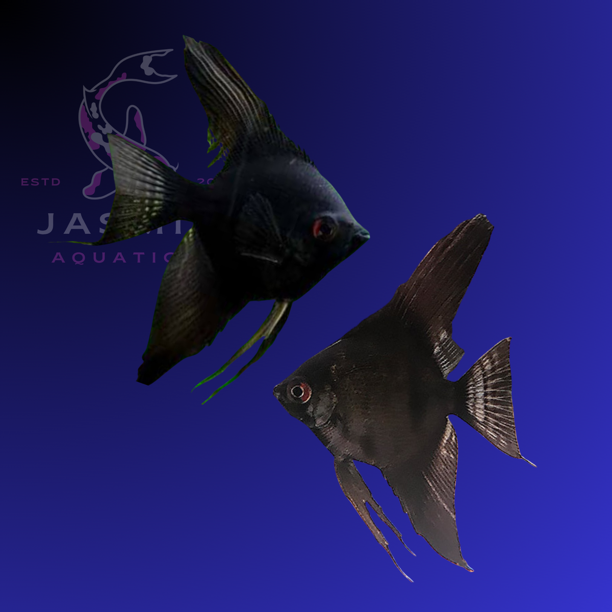 Freshwater Angelfish Collections