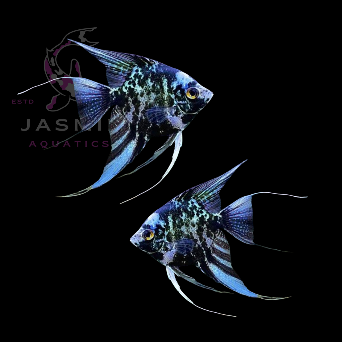 Freshwater Angelfish Collections