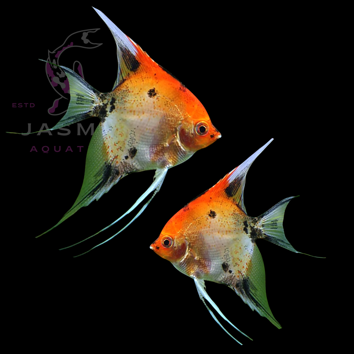 Freshwater Angelfish Collections