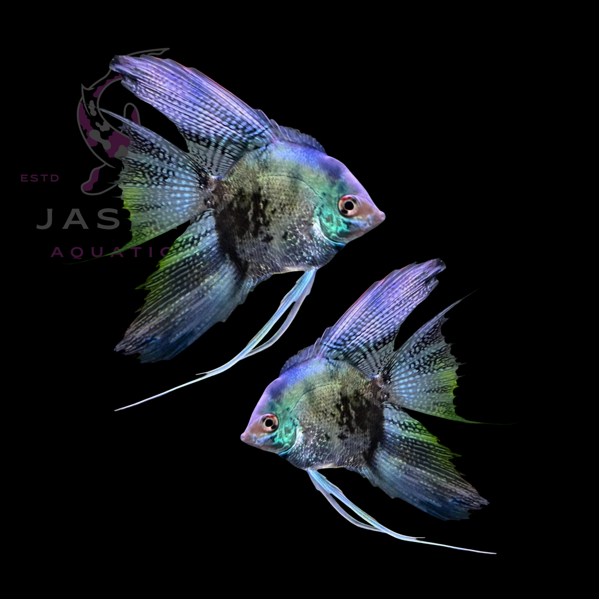 Freshwater Angelfish Collections