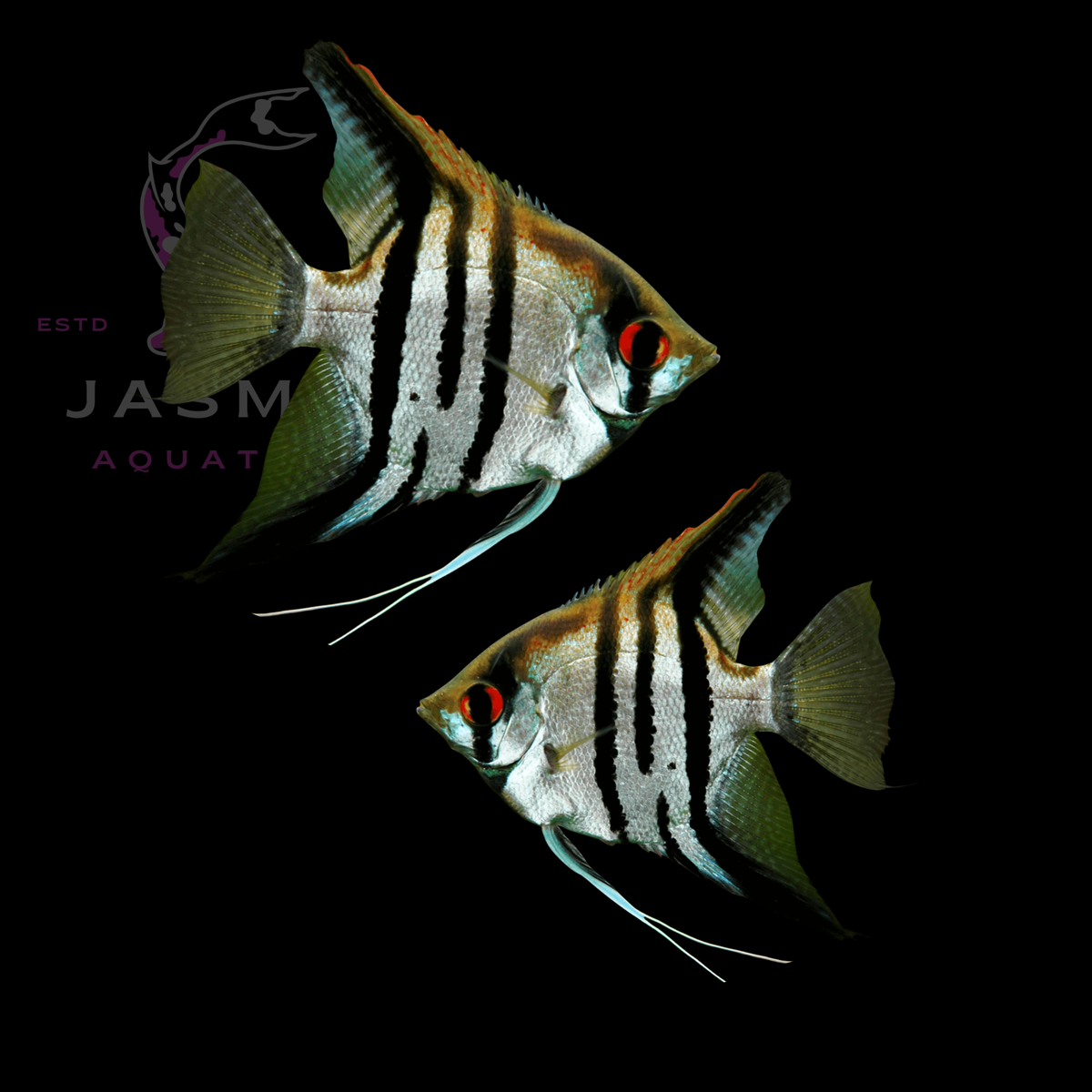 Freshwater Angelfish Collections