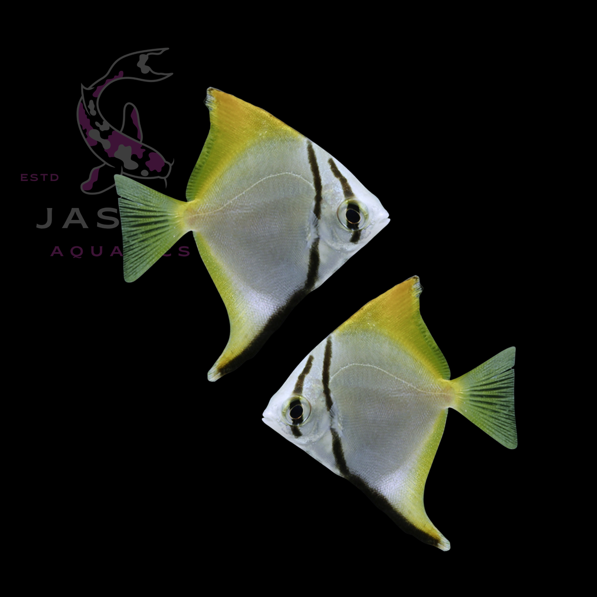 Freshwater Angelfish Collections