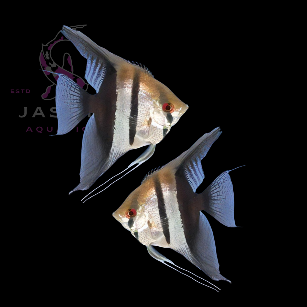 Freshwater Angelfish Collections