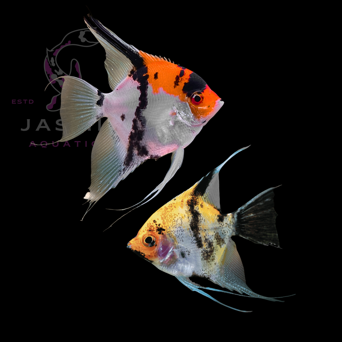Freshwater Angelfish Collections