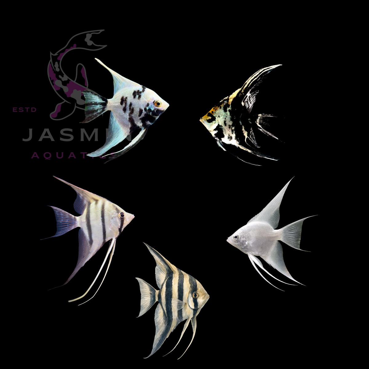 Freshwater Angelfish Collections