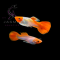 Guppies Collections (Poecilia reticulata)