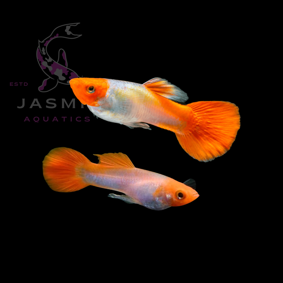 Guppies Collections (Poecilia reticulata)