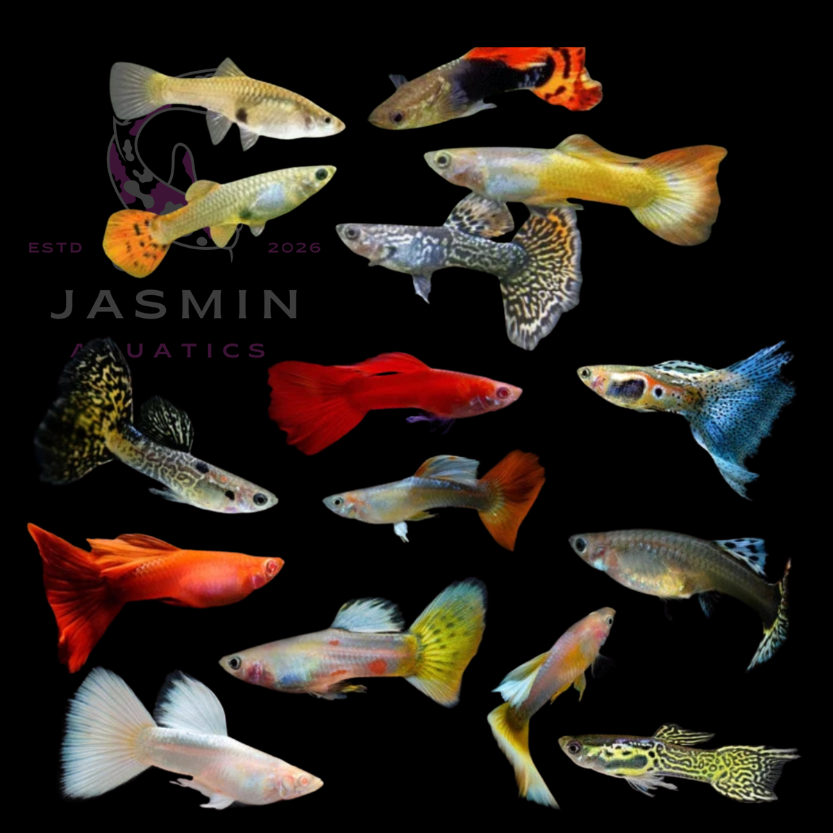 Guppies Collections (Poecilia reticulata)