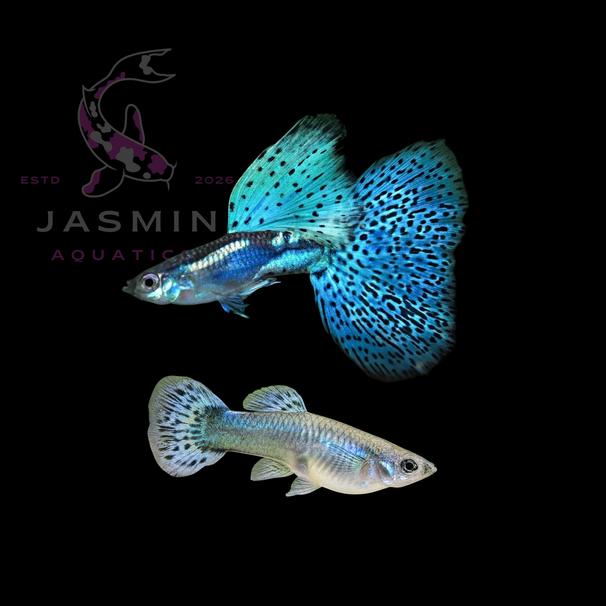 Guppies Collections (Poecilia reticulata)