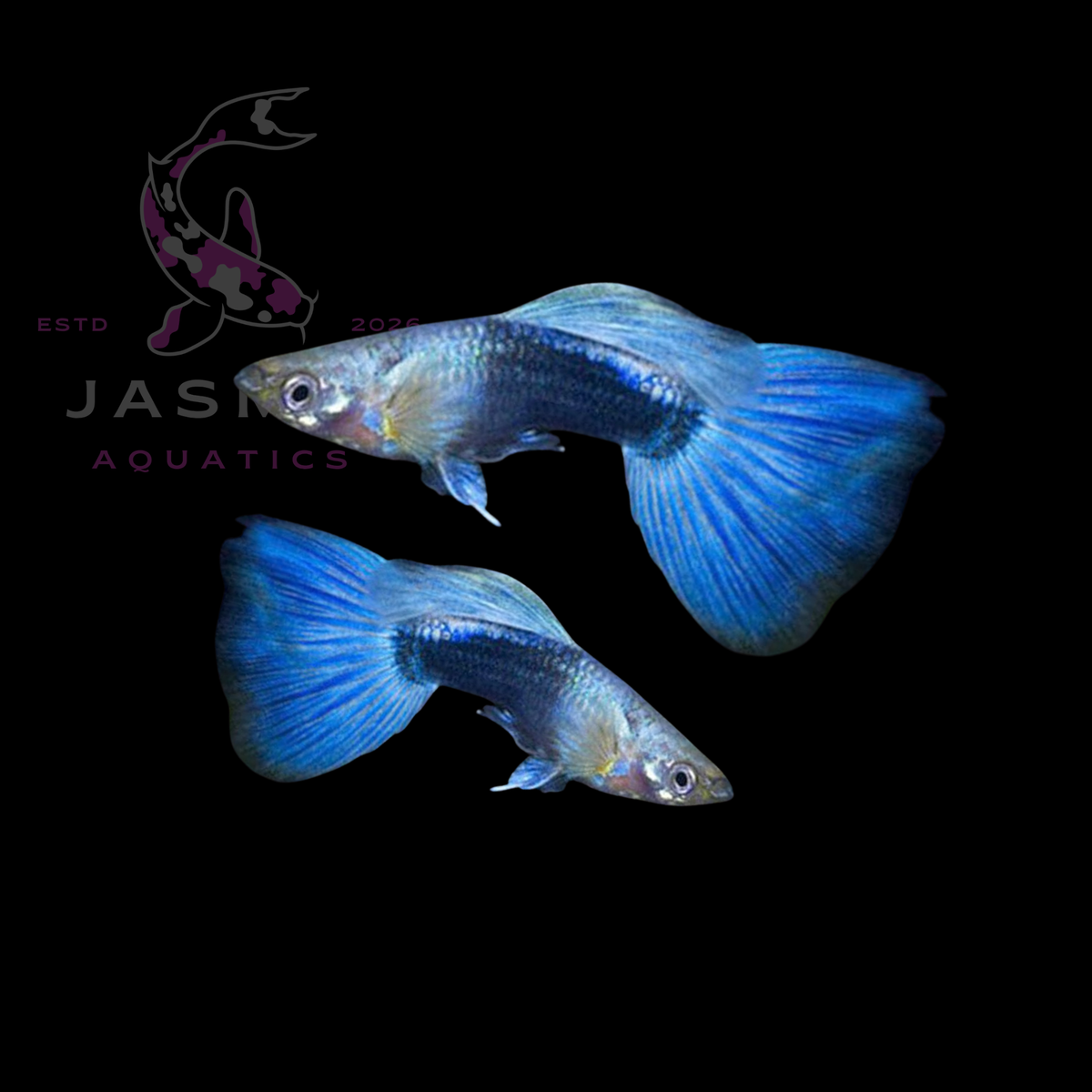 Guppies Collections (Poecilia reticulata)