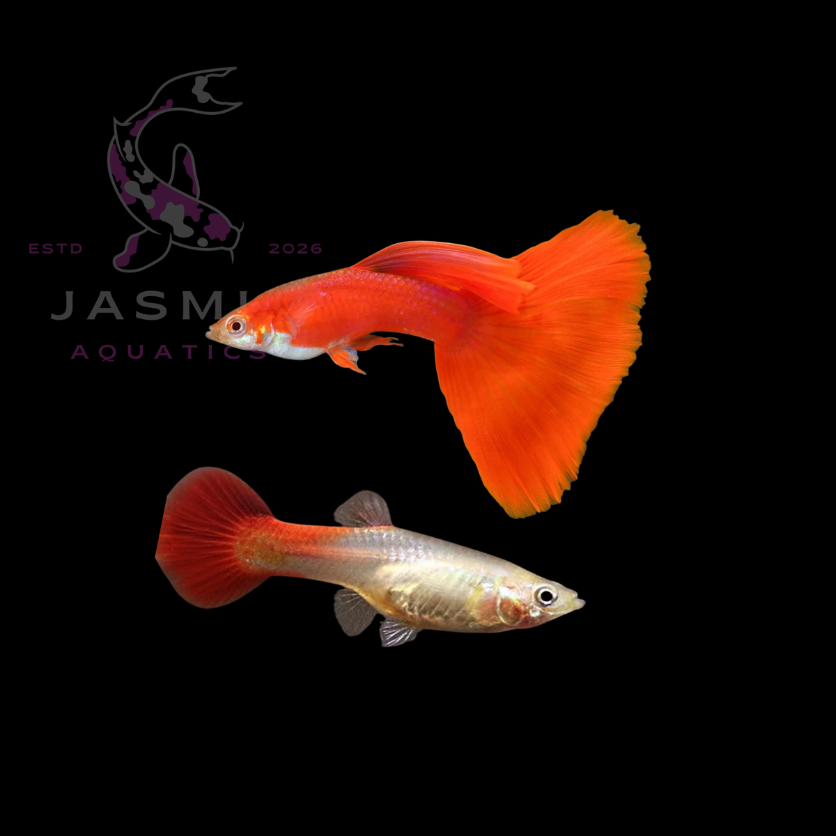 Guppies Collections (Poecilia reticulata)