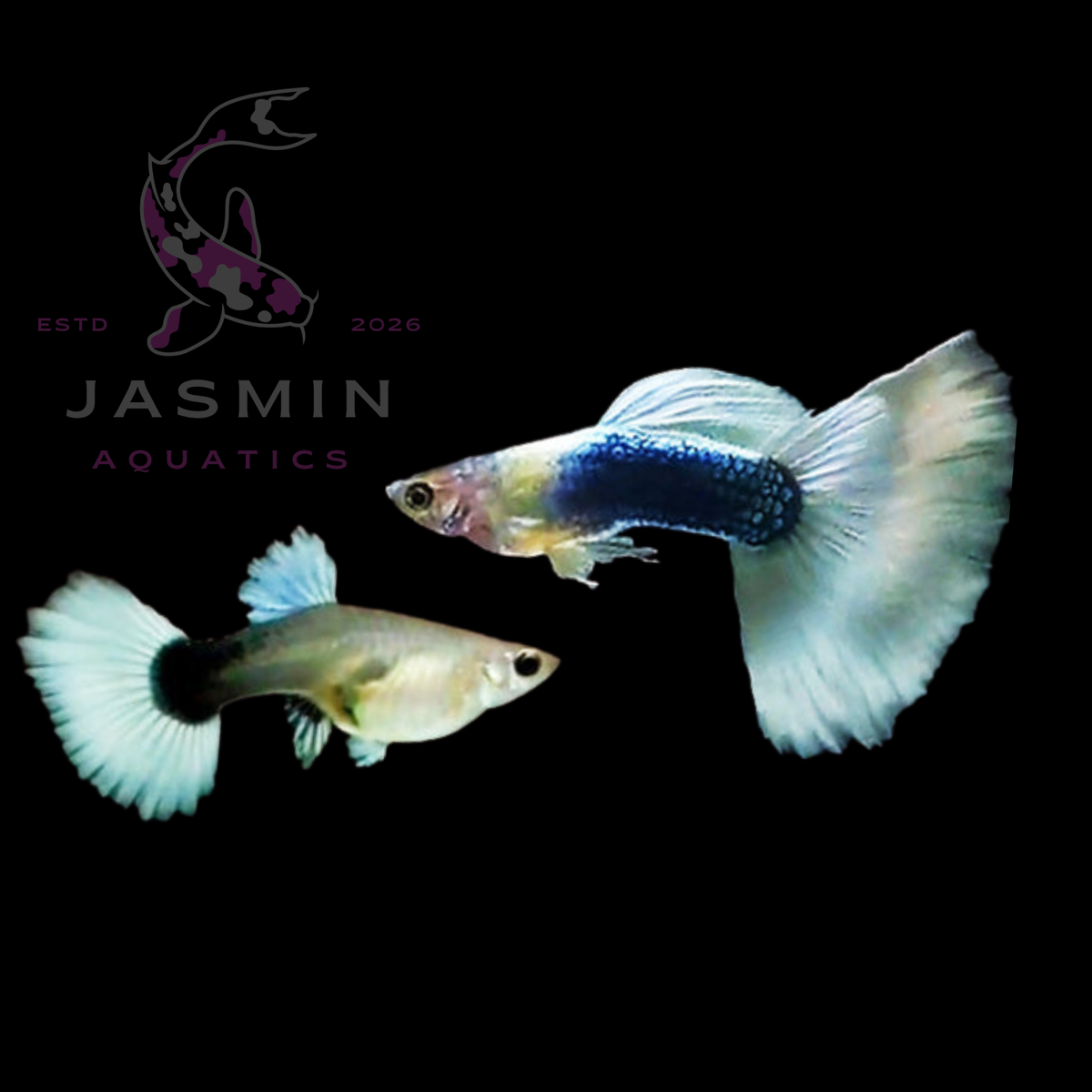 Guppies Collections (Poecilia reticulata)
