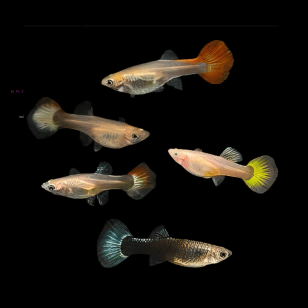 Guppies Collections (Poecilia reticulata)