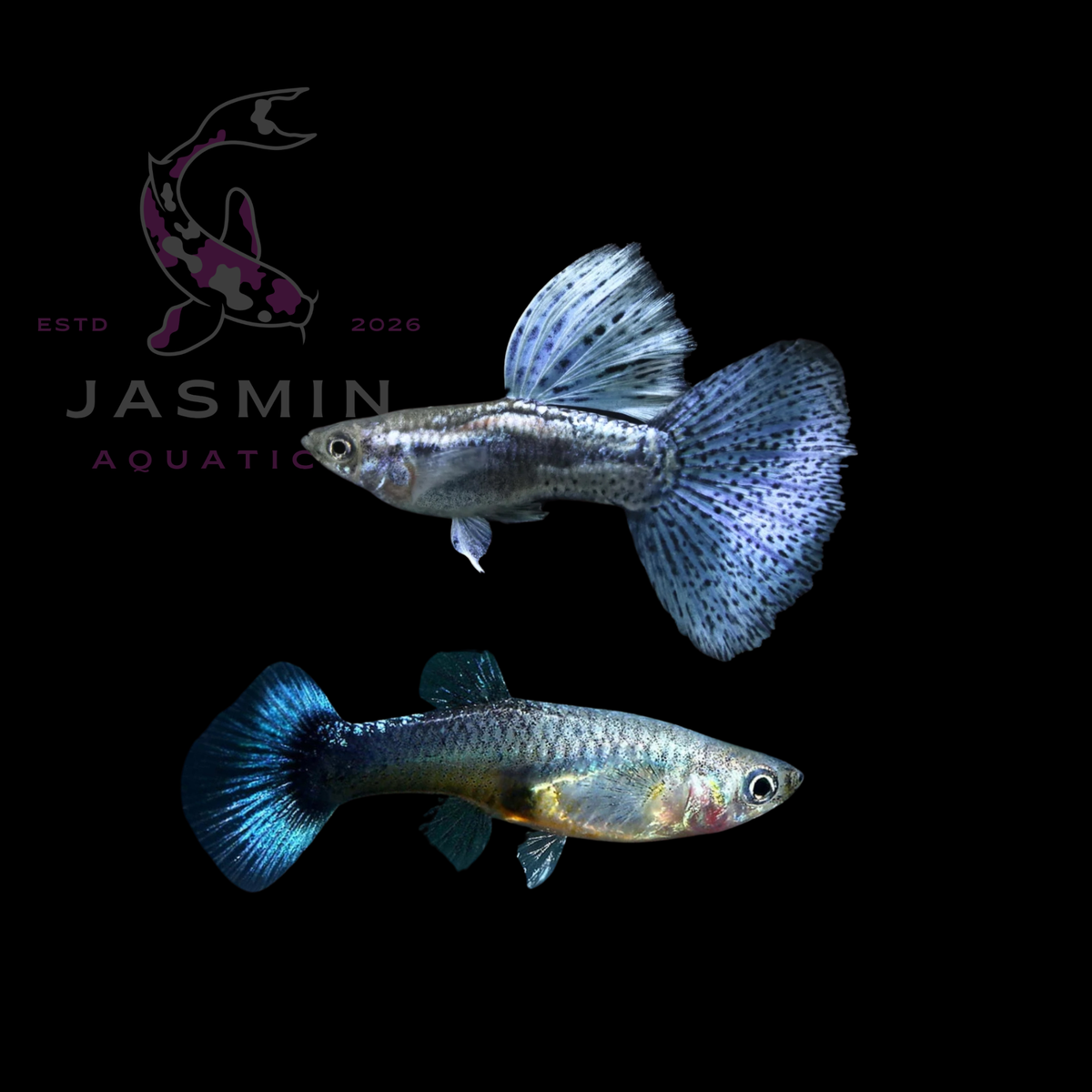 Guppies Collections (Poecilia reticulata)