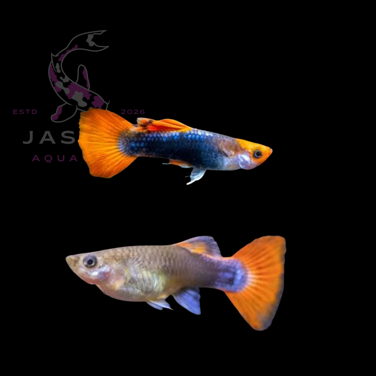 Guppies Collections (Poecilia reticulata)