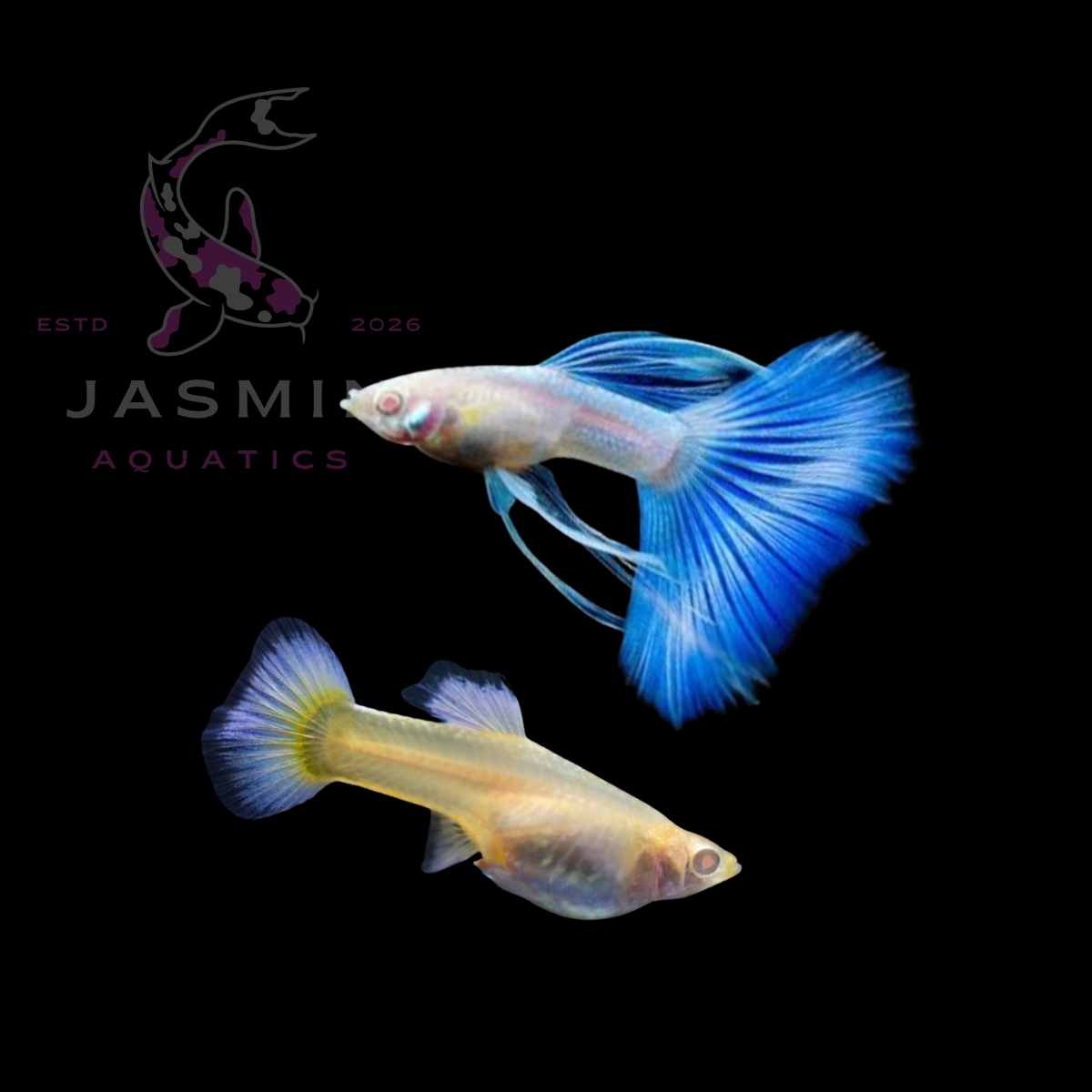 Guppies Collections (Poecilia reticulata)