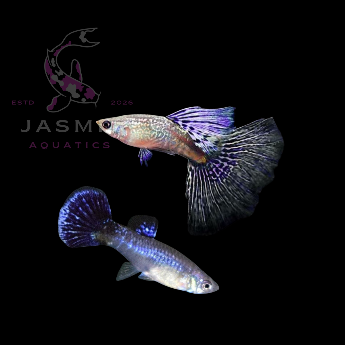Guppies Collections (Poecilia reticulata)