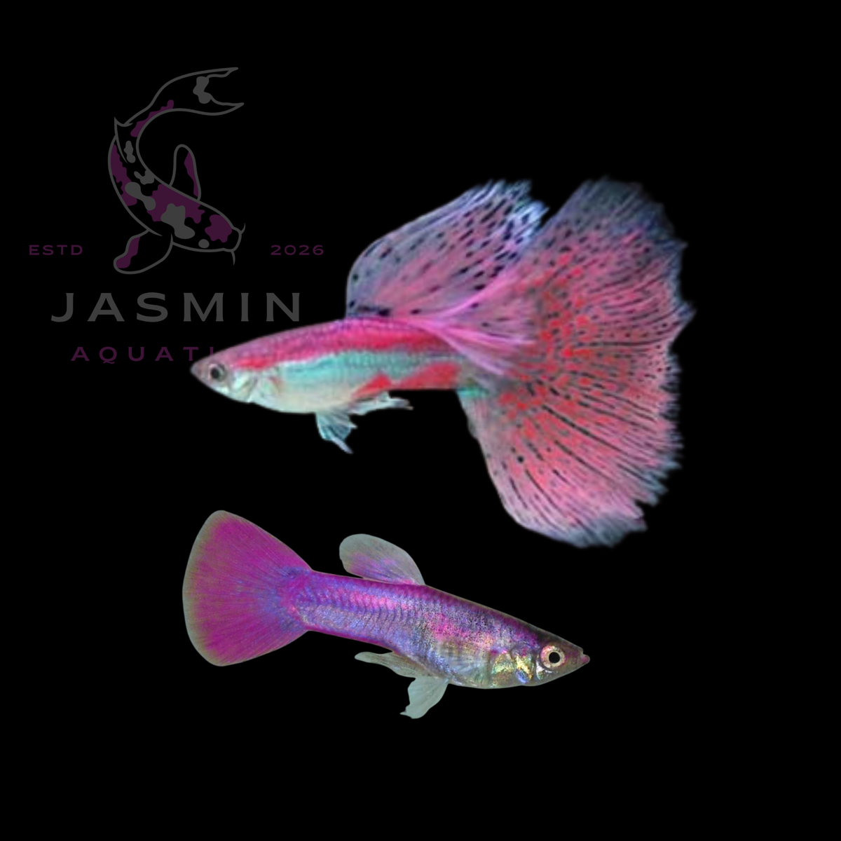 Guppies Collections (Poecilia reticulata)