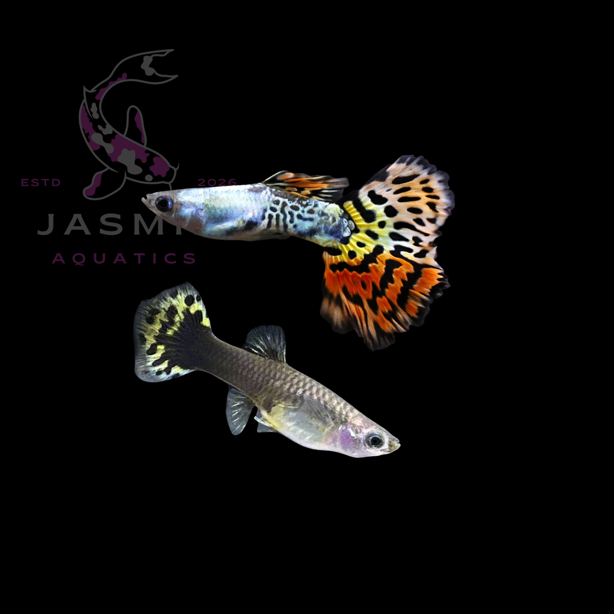 Guppies Collections (Poecilia reticulata)