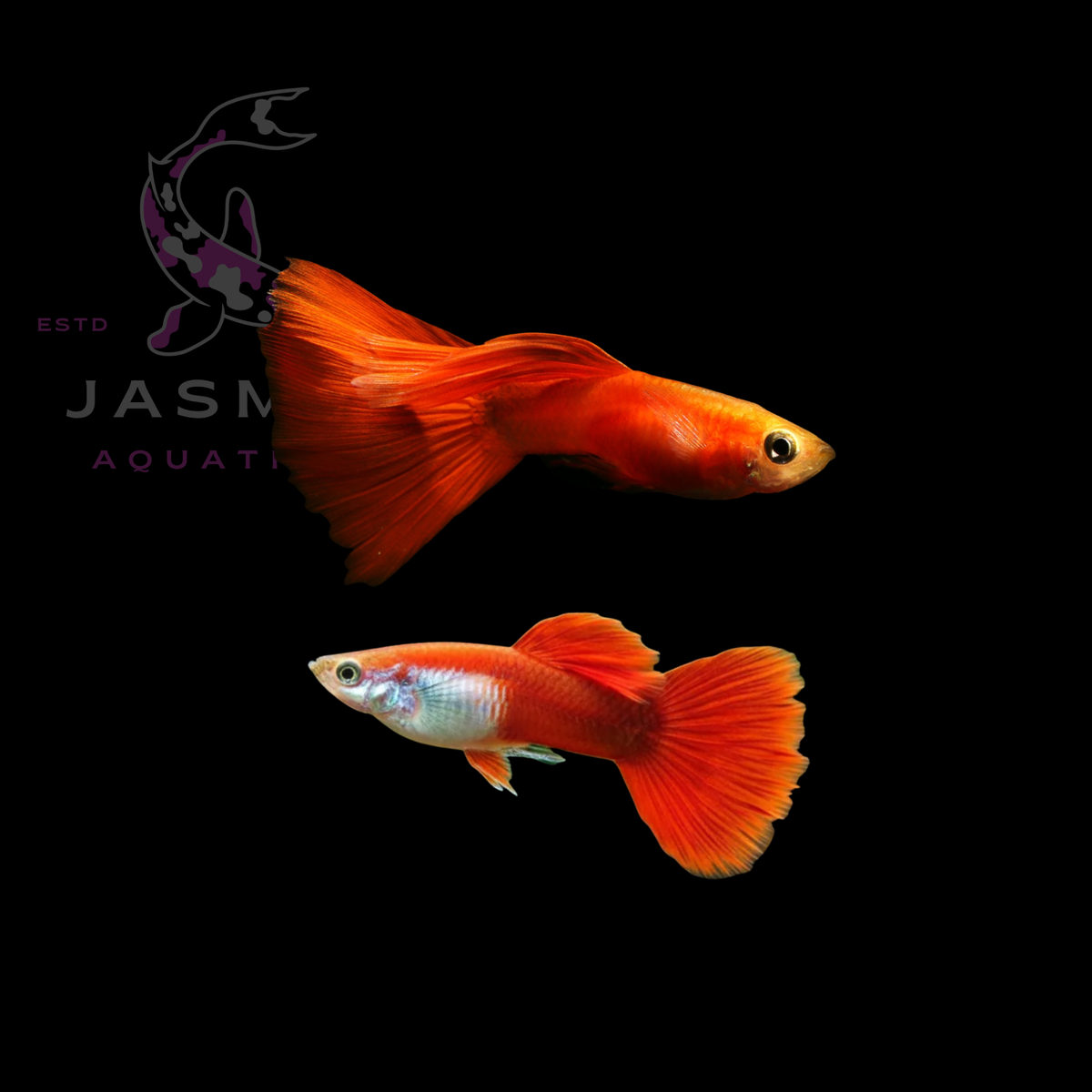 Guppies Collections (Poecilia reticulata)