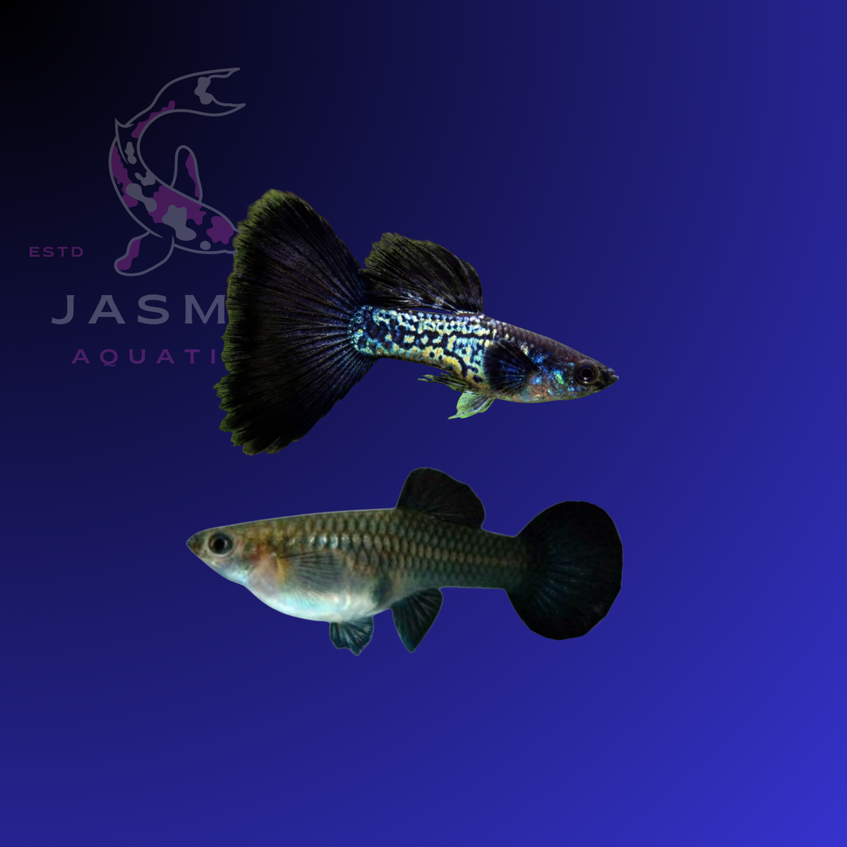 Guppies Collections (Poecilia reticulata)
