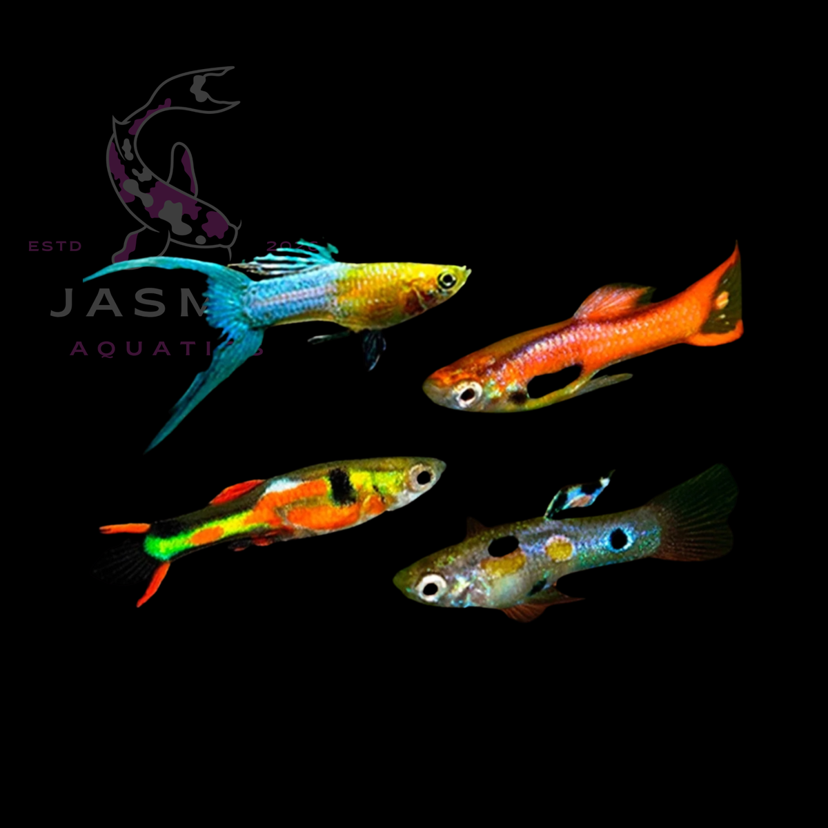 Guppies Collections (Poecilia reticulata)