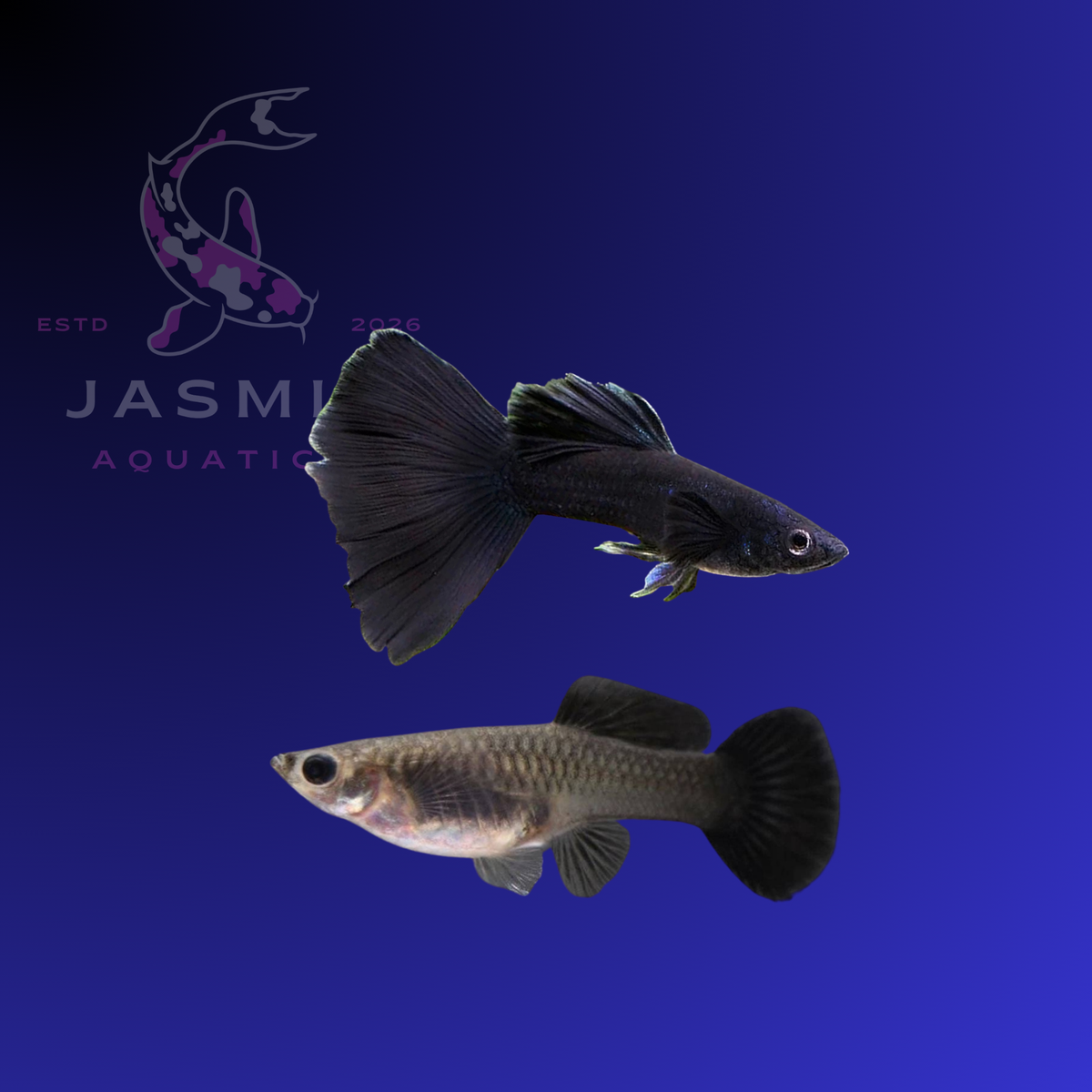 Guppies Collections (Poecilia reticulata)