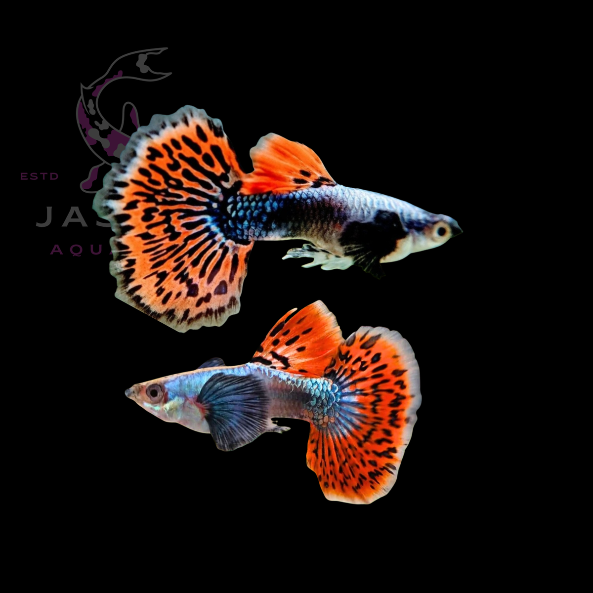 Guppies Collections (Poecilia reticulata)